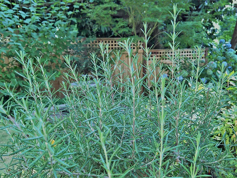 Rosemary, along with Lavender, Bay, Thyme, Mint, Oregano, an