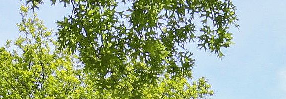 1_02_1452Dent_002.jpg