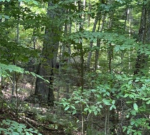 4th image of 106 Avalon Gap Trl