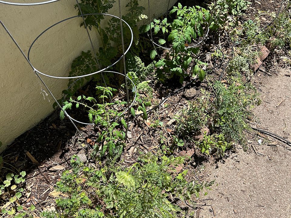 Tomato plants as