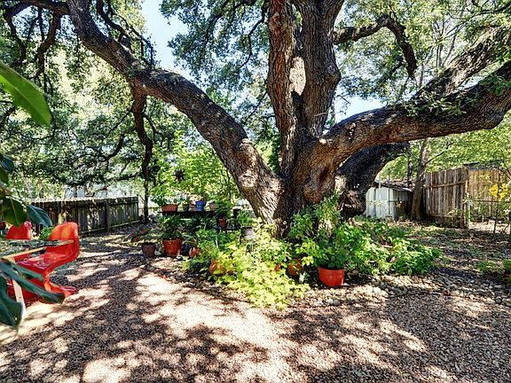 Grand - Daddy Oak!!!