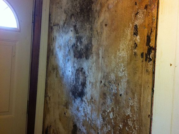 Mold was found after water damage 