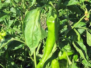 38883 Z Line Rd, Clarksburg, CA 95612