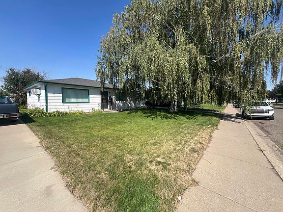 Weeping Birch Tree/Shade Tree