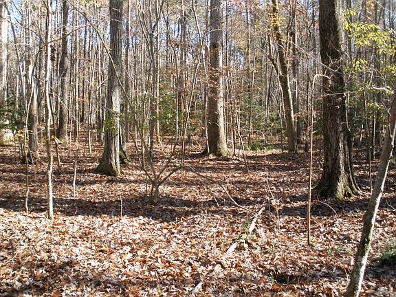 5th image of 33 White Tail Dr