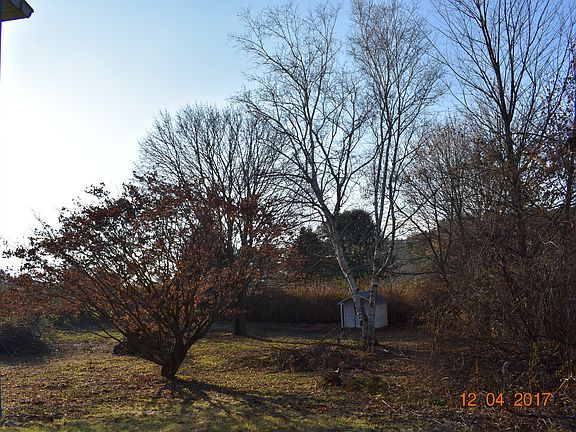 Backyard - japanese maple