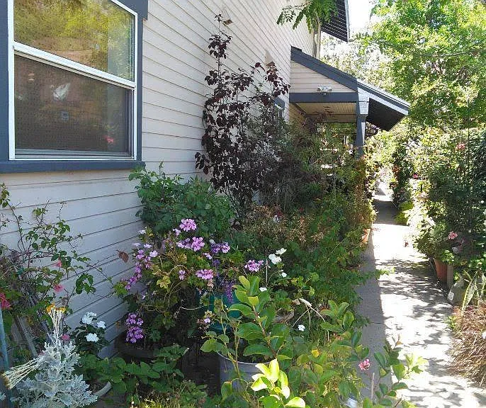Walkway up the side to front door