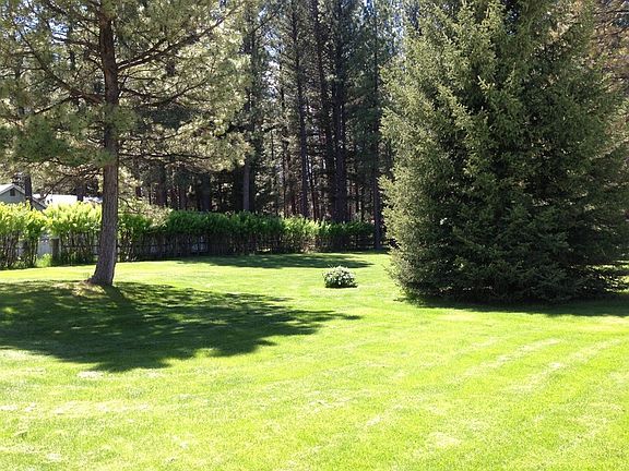 Back yard with mature pine and fir trees