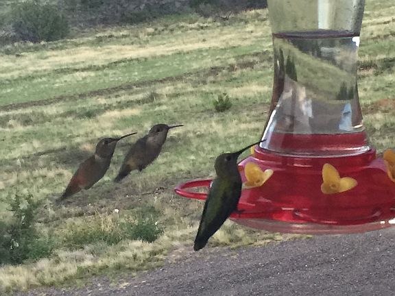 Hummingbirds love it here.