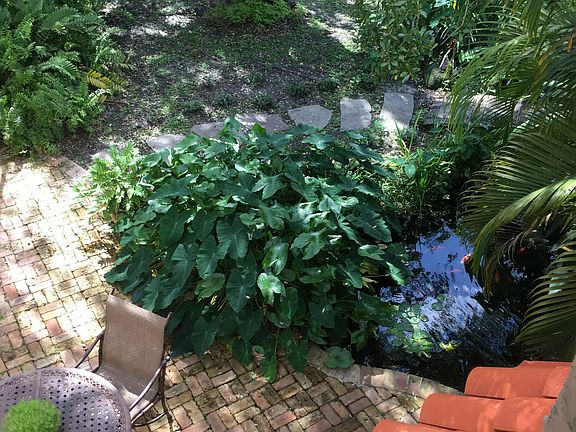 Koi fish pond and tropical gardens