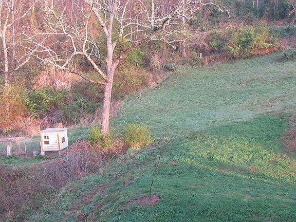 More yard and Chinkens!