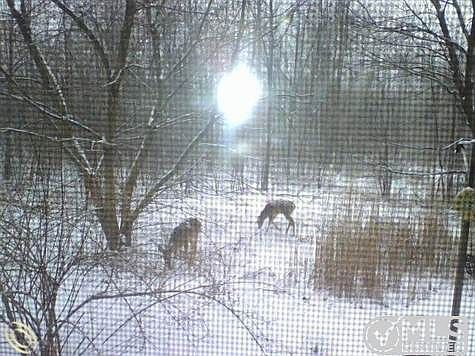 Deer in back yard