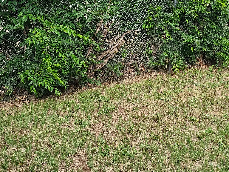Back yard