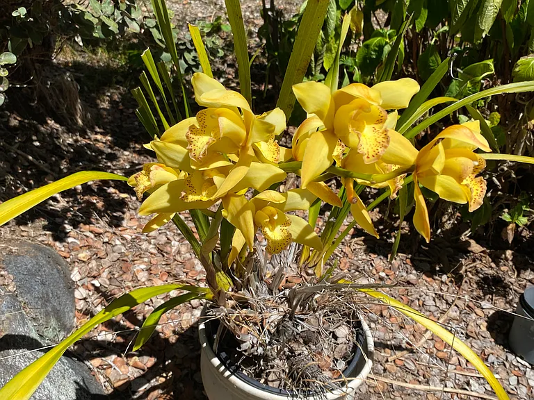 Orchids of various colors. A gardener's paradise.