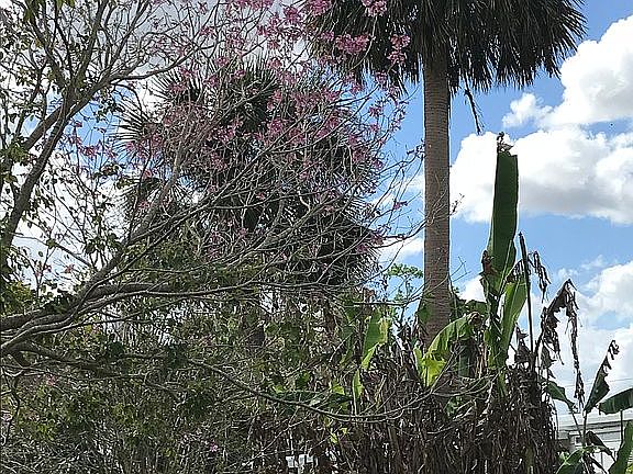 Multiple trees on property