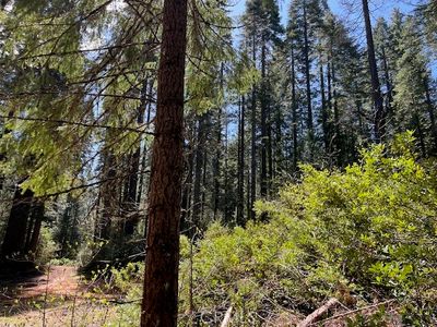 0 Juniper Ln, Strawberry Valley, CA, 95981
