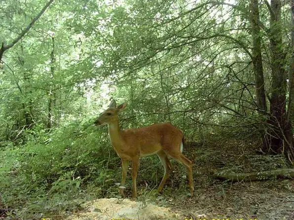 2193 Macon Front Rd, Oak Grove, LA 71263