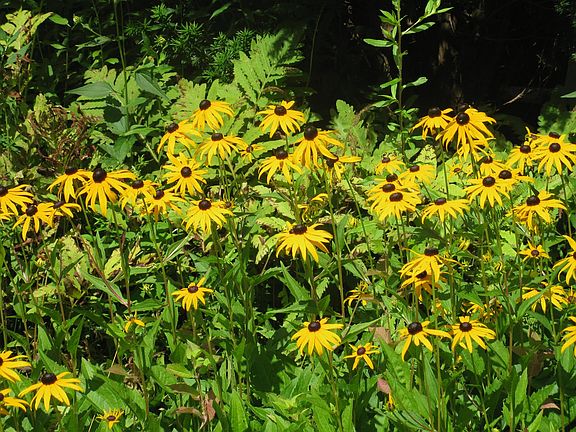 Many beautiful perennials