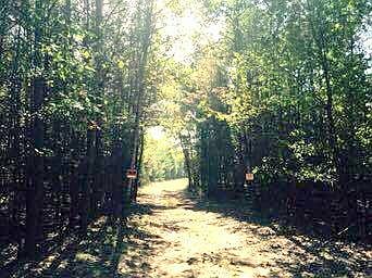 Wooded area behind house