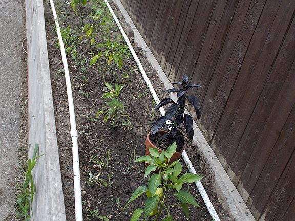 raised garden