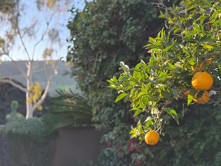 Orange and Lemon trees
