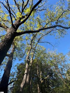 0 Chandler Rd, Easley, SC, 29640