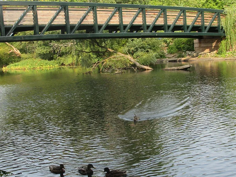 Pedestrian bridge & wildlife