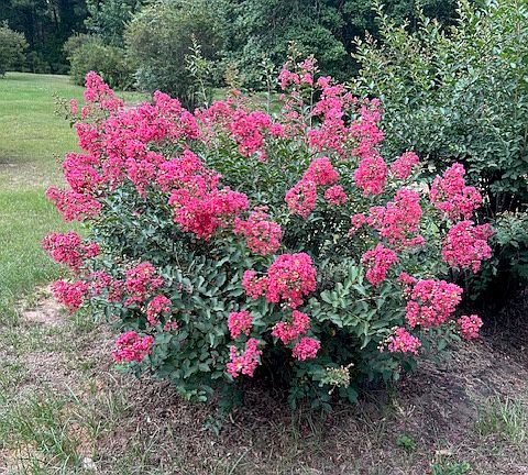 Beautiful foliage in spring and summer