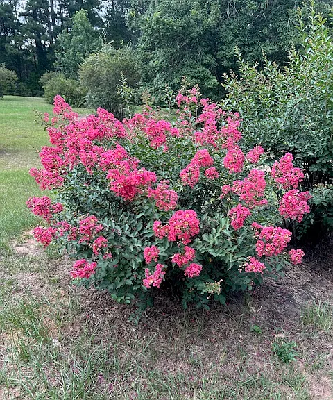 Beautiful foliage in spring and summer