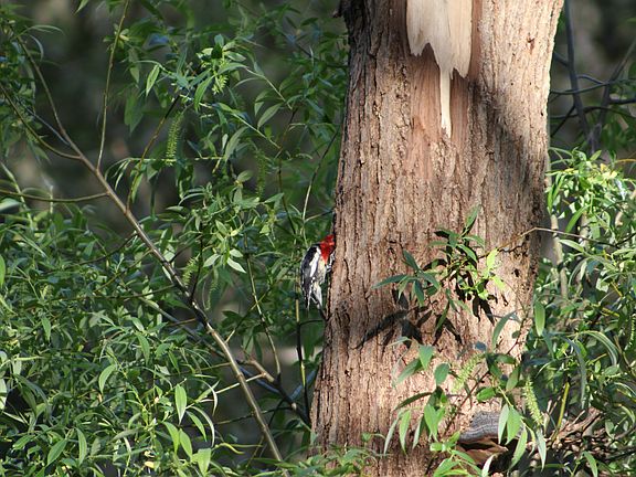 woodpecker