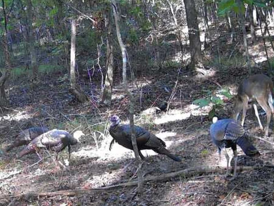 Turkeys