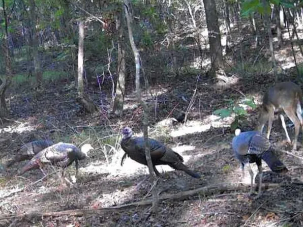 16170 Tilly Branch Rd, Northport, AL 35475