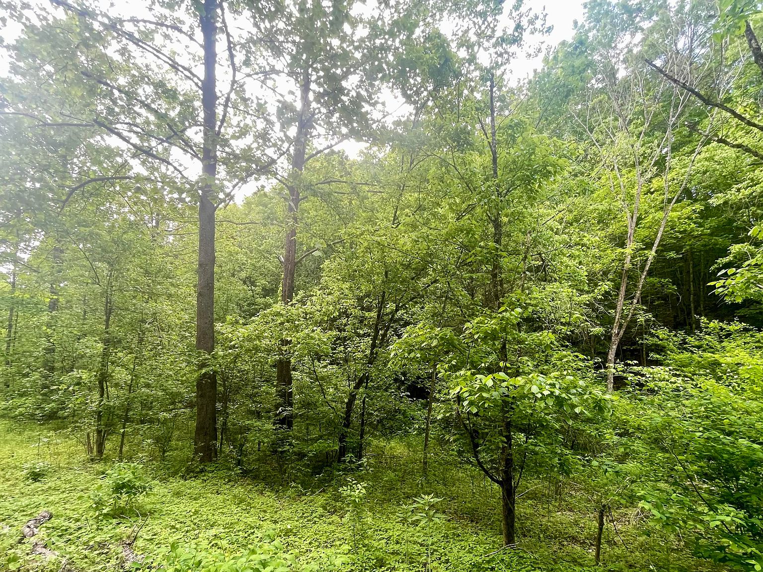 Speedwell Church Rd, Bulls Gap, TN 37711 MLS 9937881 Zillow