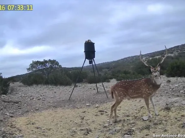 1504 Sd 45730, Rocksprings, TX 78880