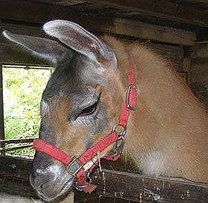 Louie the LLAMA