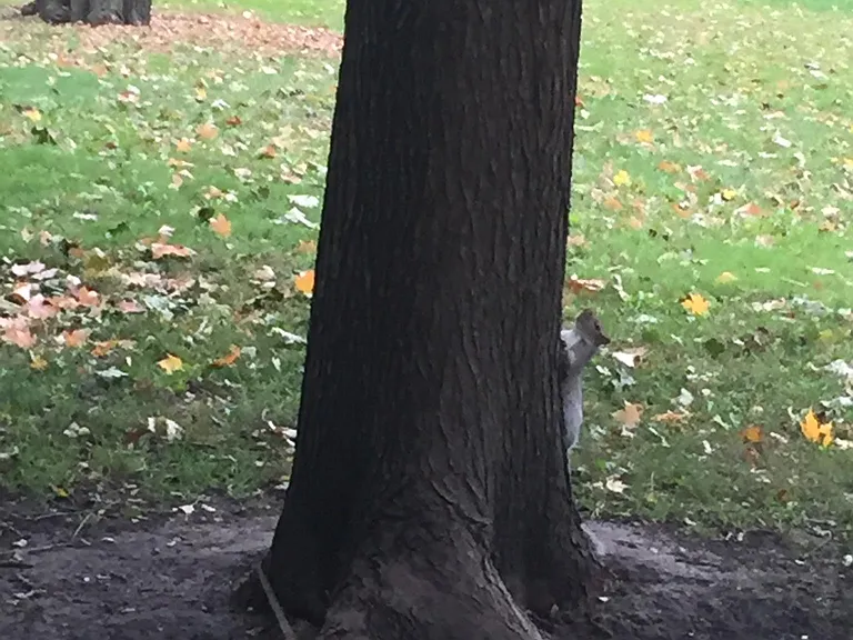 Friendly squirrels play all along the boulevard and are skilled beggars.