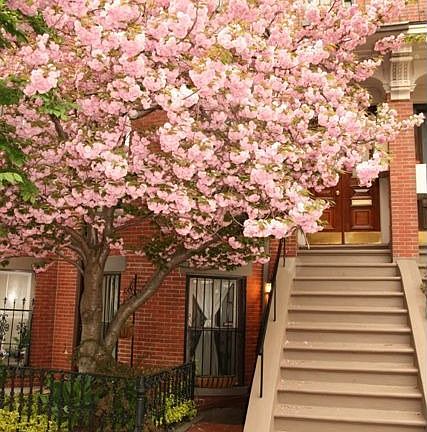 Cherry tree