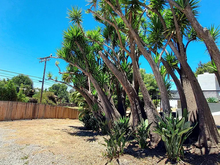 Sky high yucca trees