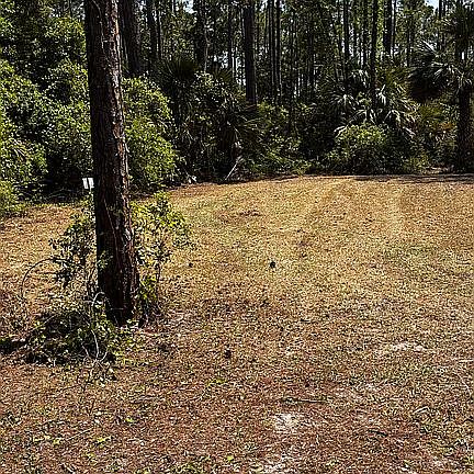Left side of cleared area