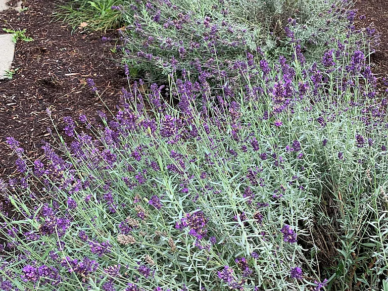 Lavender bushes right out your front door