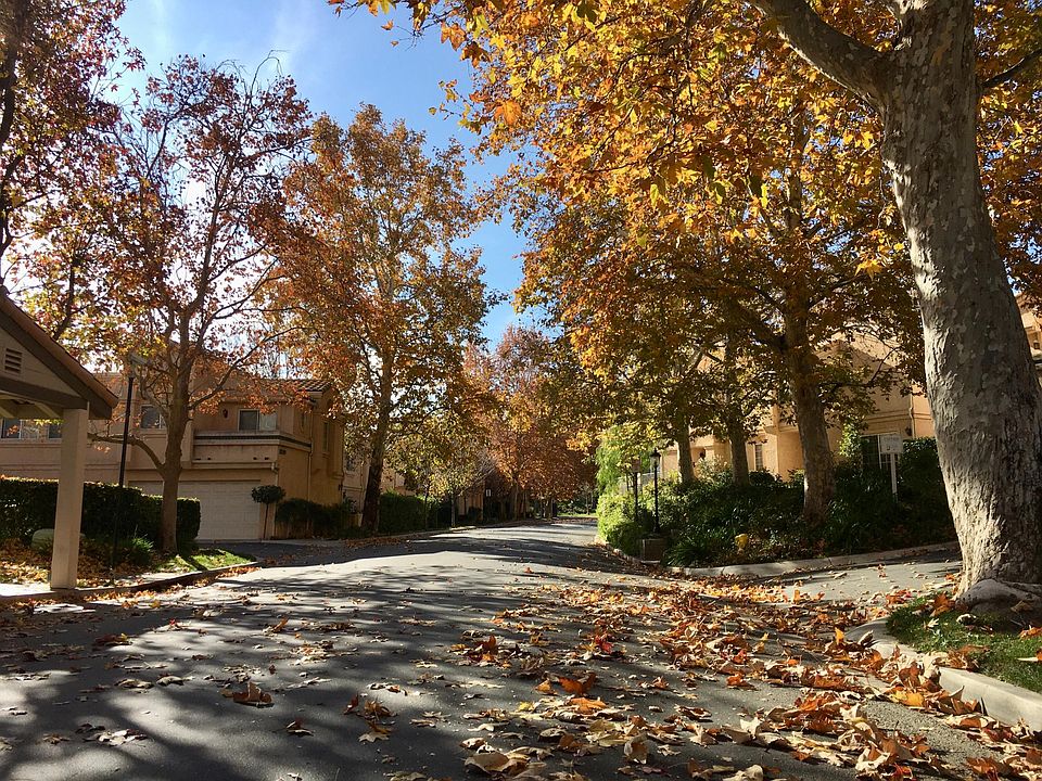 Tree lined street