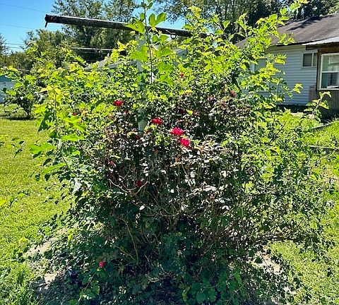 3rd image of 358 S Cedar Dr