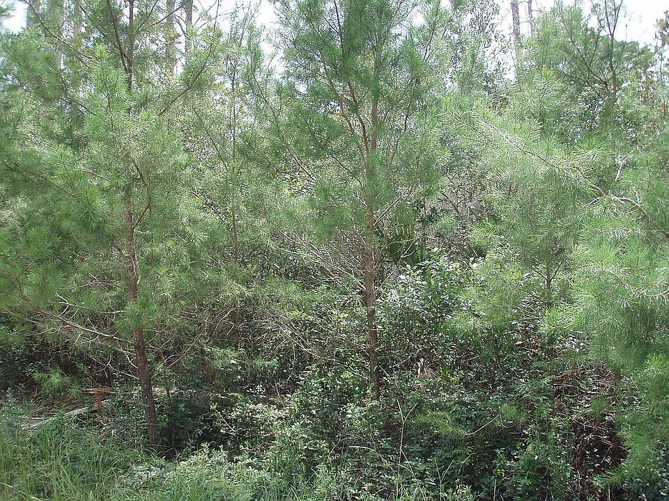 2nd image of 45547 Magnolia St