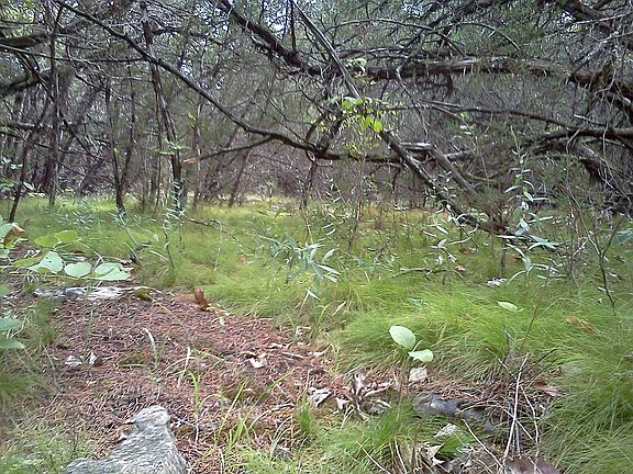 MO Conserv-Ash Juniper grove