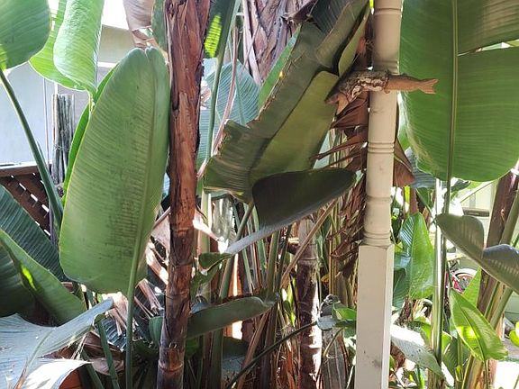 Lush Plants under Door Canopy
