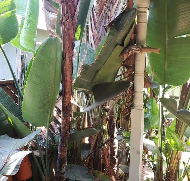 Lush Plants under Door Canopy