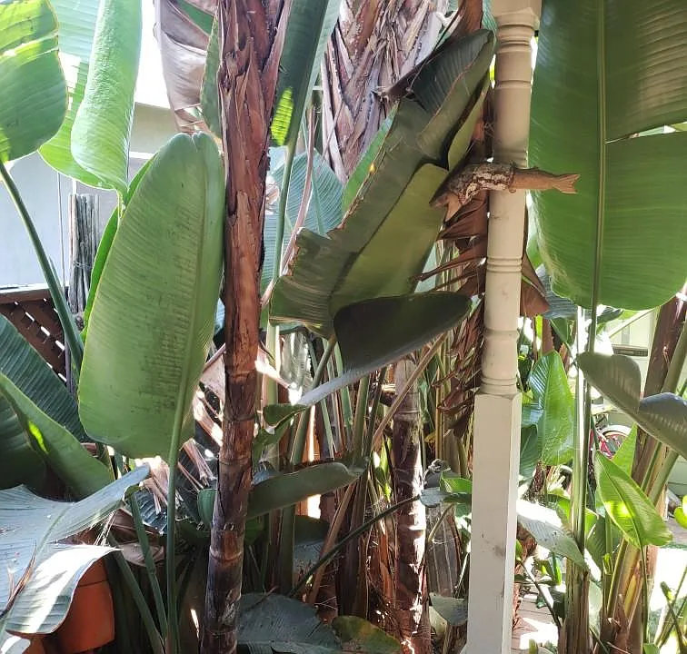 Lush Plants under Door Canopy