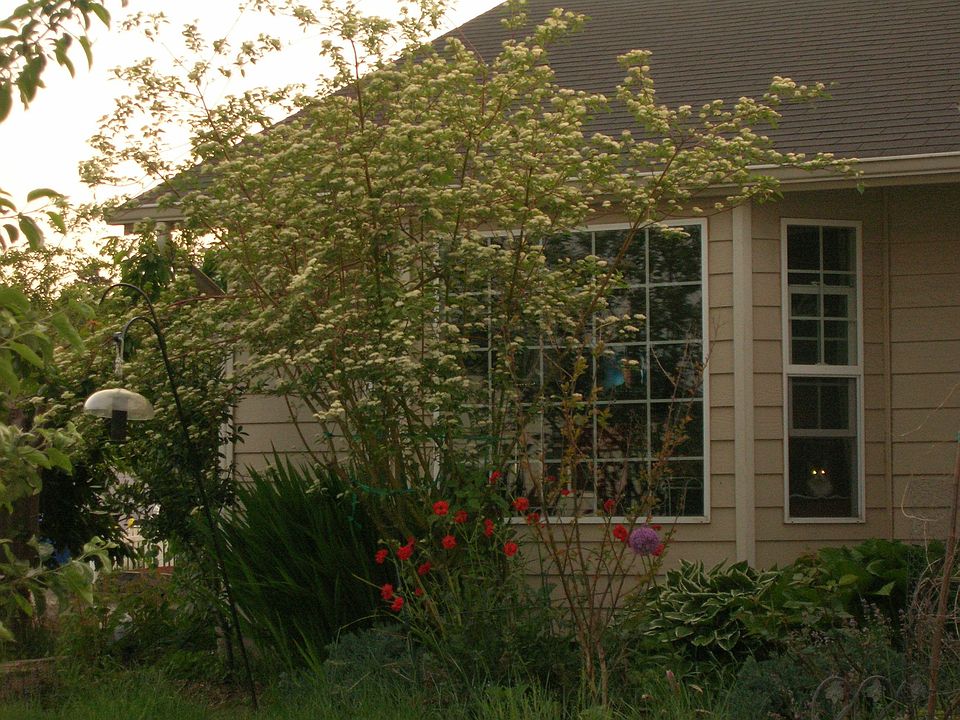 Front Window