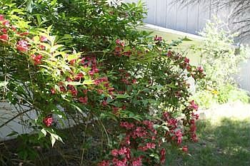 Flowering bushes along the back of the house.