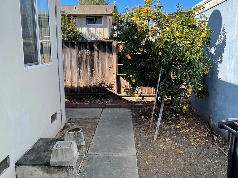 Lemon tree in back patio